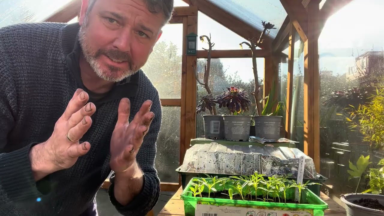 Beginners guide to potting on marigolds 