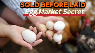 Where Is Market for Eggs? || I Visited 10 Egg Farms – Here’s Why They Control the Market