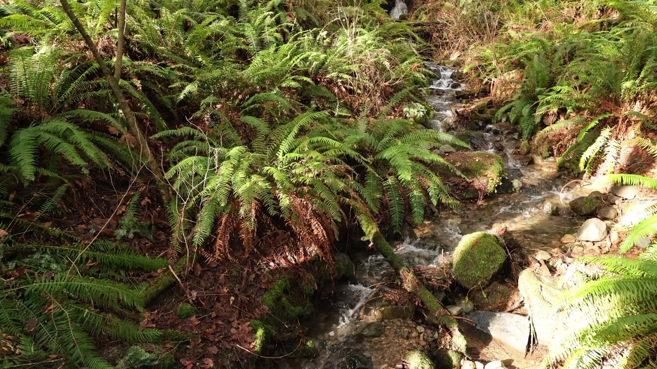 Canon R6 Mark II 4K Video Example - Northwest Stream by ronmartblog.com