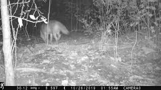 Coyote in the Woods