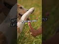 How to Clean Your Dog’s Paws 🐾 | Easy Guide