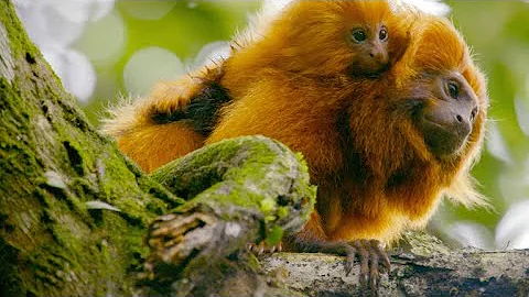 The Amazing Adaptation That Keeps Tamarin Numbers Up