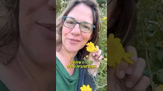 החרקים יוצאים? לטבע יש פתרון מושלם נגד החרקים שמנסים להיכנס אלינו הביתה