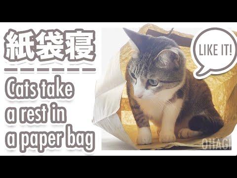 猫の紙袋寝