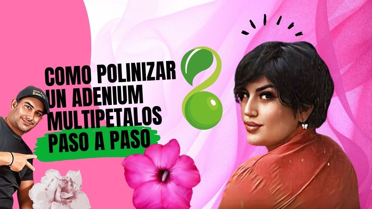 Cómo polinizar un Adenium Multipétalos Paso a Paso