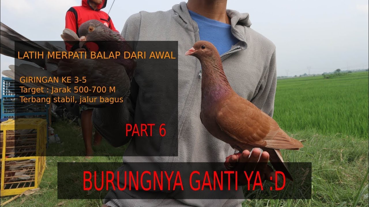 Melatih Merpati Balap Part 6 - Test Gandeng Merpati Balap