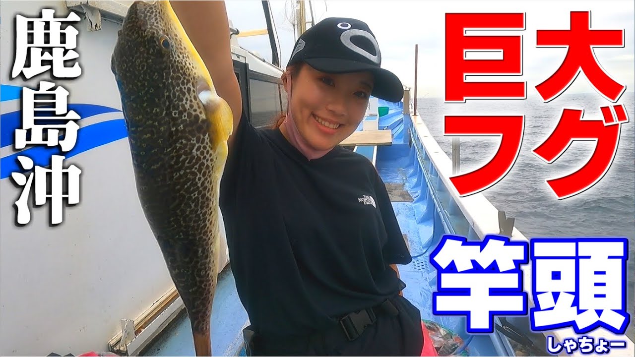 【フグ釣り】鹿島沖の巨大ショウサイフグ爆釣!!ガマガエル級を狙う!!【幸栄丸】