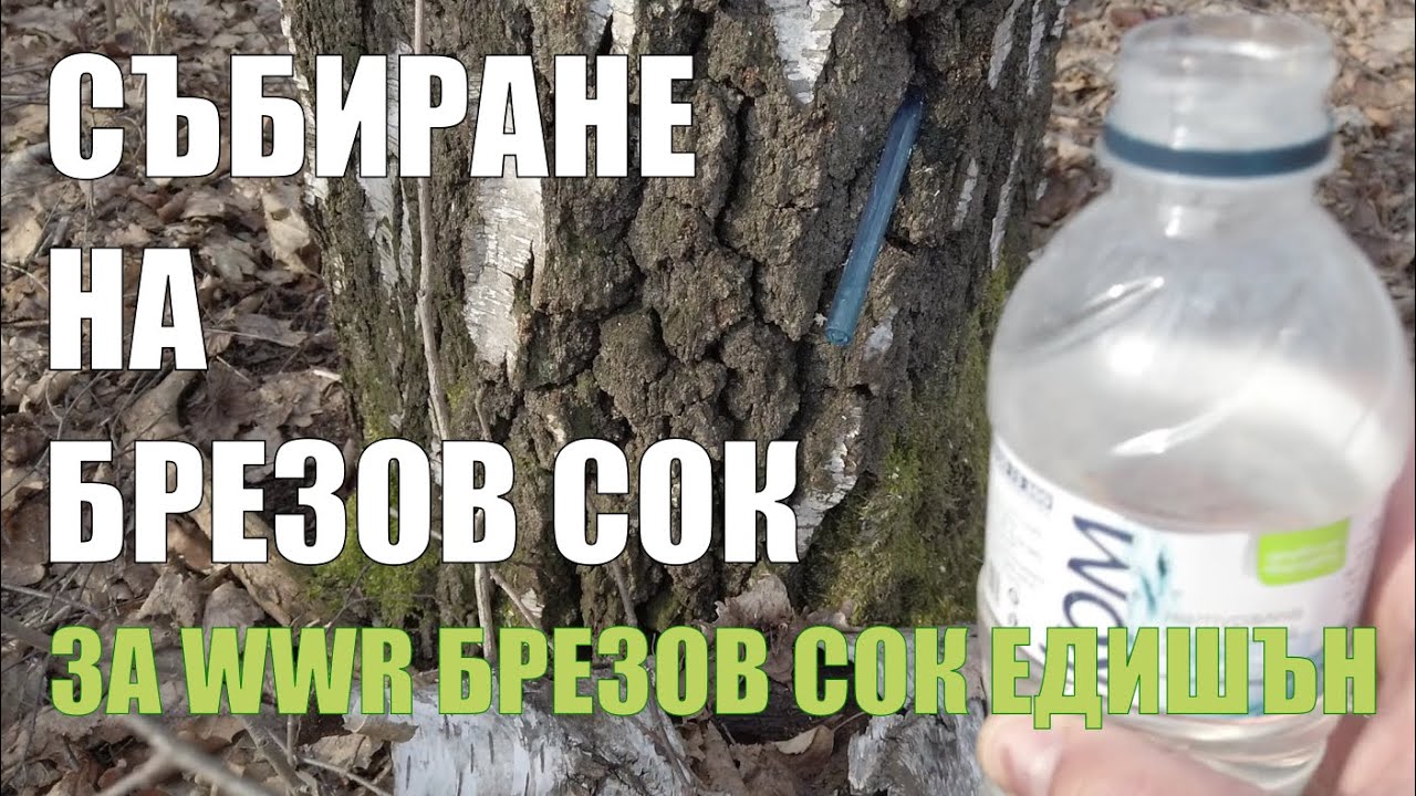 Събиране на брезов сок за WWR - YouTube