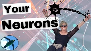 Intro To Neurons A&P Basics