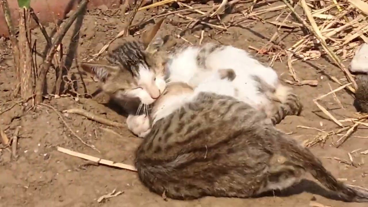 amazing Little Baby Cat 🐈🐈 Gaming playing in Home 🏠🏡