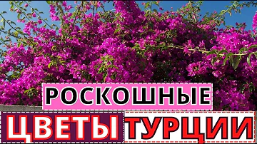 Роскошные цветы в Турции. Обзор растений на территории отеля CRYSTAL SUNRISE QUEEN СИДЕ