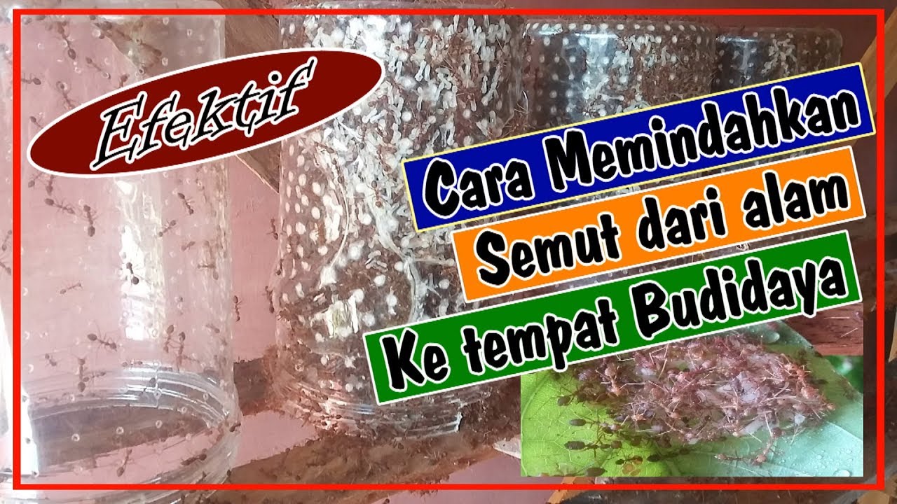Cara memindahkan semut baru
