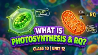 Photosynthesis & Respiratory Quotient Explained | Class 10 Science Unit 12 | Plant Physiology