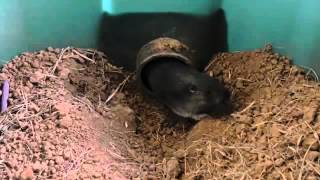 Meet Chomper The Pet Gopher