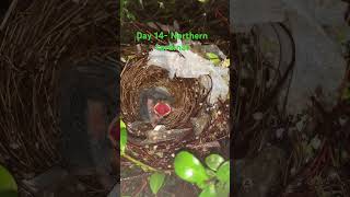 Day 14: cardinal Growing Fast with More Black Feathers on Wings!