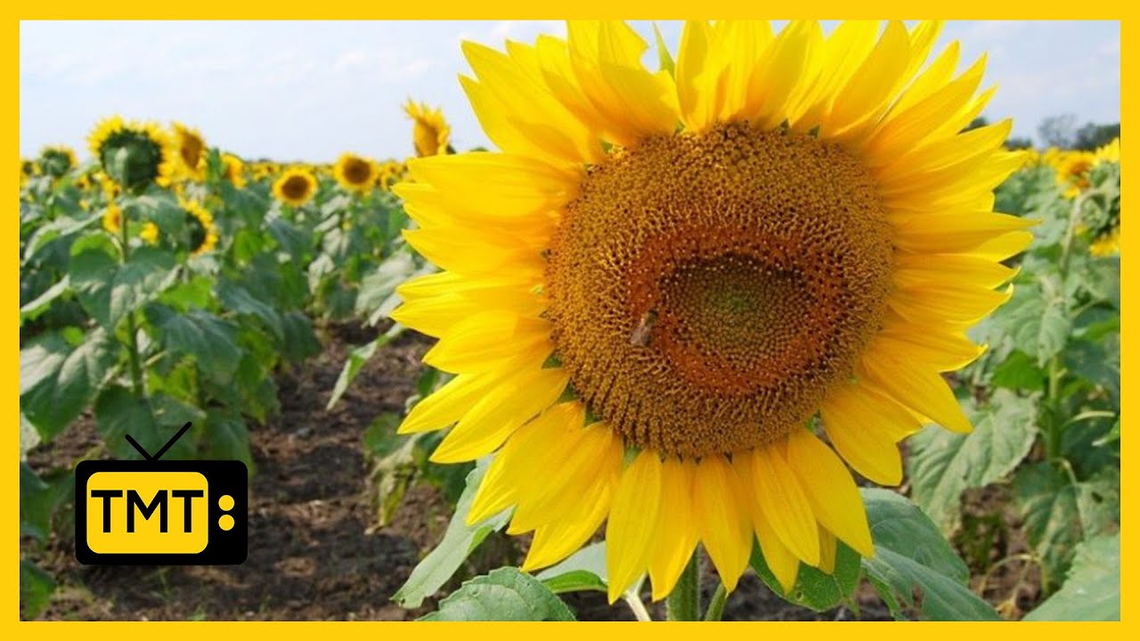 Jinsi ya kufanya kilimo cha alizeti na kufannikiwa