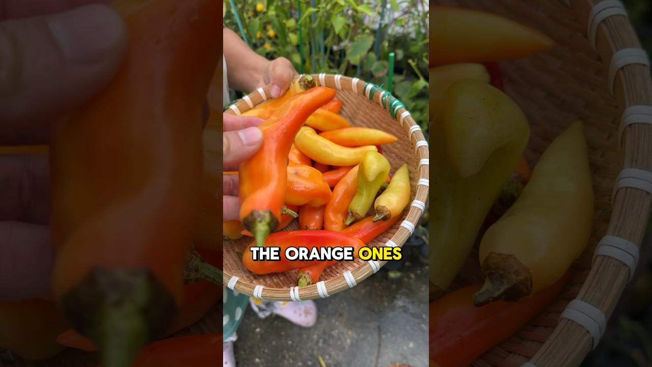 Harvesting our over ripened banana peppers 🌶️ 🌶️🌶️ 