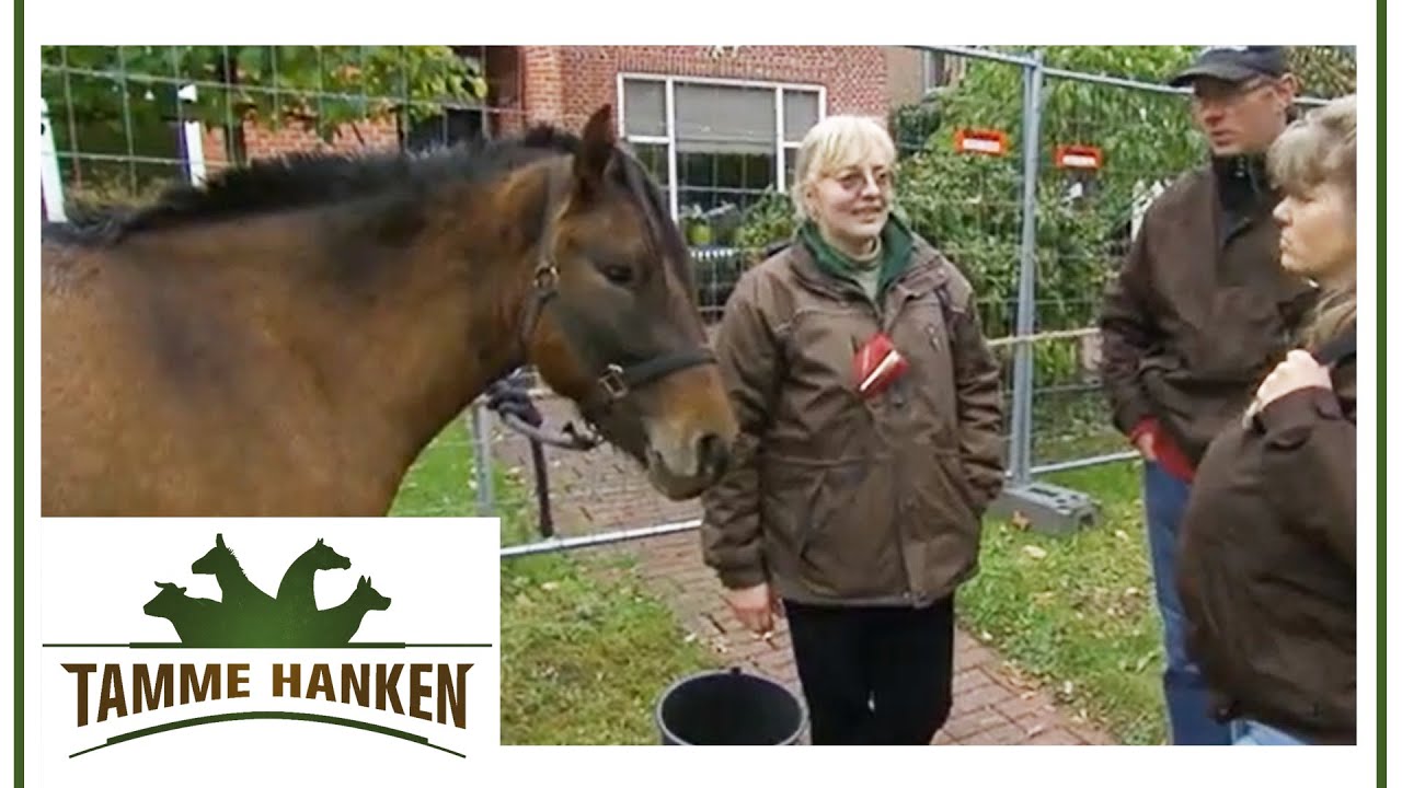 Wer bietet mehr? Tamme auf dem Pferdemarkt in Holland | Tamme Hanken | Kabel Eins