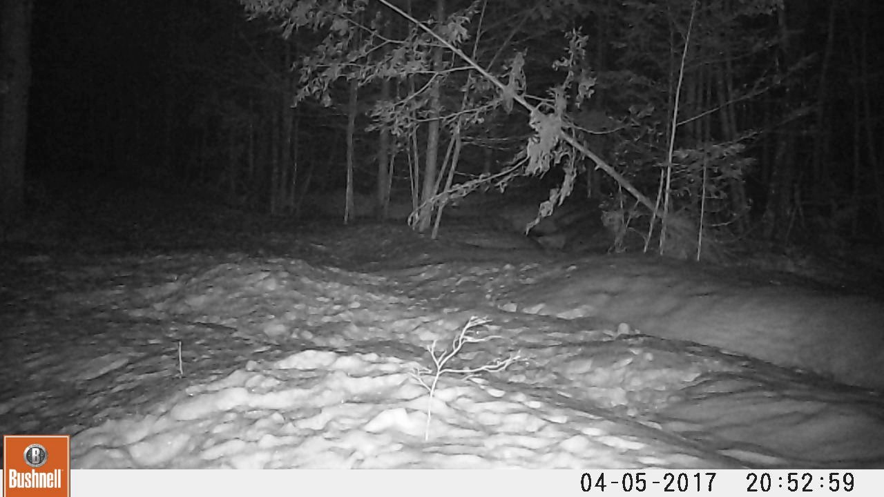 Video of Fisher Cat at night with Apple YouTube