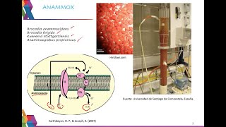 Anammox by Dr. Ricardo Beristain Cardoso 2,775 views 2 years ago 16 minutes