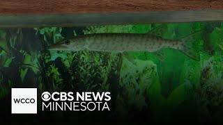 Wisconsin is home to one of the largest musky hatcheries in the world