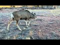 Mule Deer South Park Colorado March 4, 2026 Part 2 #deer #wildlife #mountains #colorado #ASMR