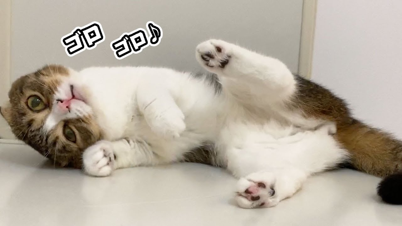 暑い日でもママから離れたくなくてお風呂まで付いてくる甘えん坊猫w Youtube