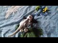 I indominus rex chases stick it out of room and nightmare freddy nearly eats them