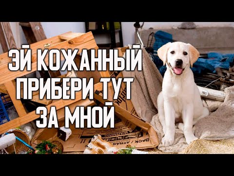 5 Причин не заводить собаку