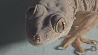 Gecko Mode: Bugs Beware! Activated After Dark 🦎