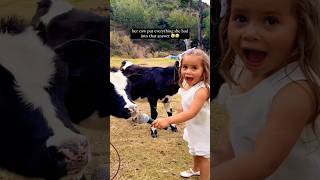 This Cow Had A Lot To Say 