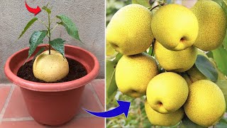 Anyone can propagate pears using this method | Relax Garden