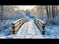 Peaceful Relaxing Music Gentle Instrumental Music For Calm The Wildlife Of Winter Peaceful Relaxing Music Gentle Instrumental Music For Calm The Wildlife Of Winter