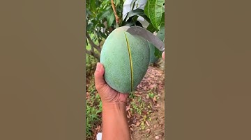 Thumbnail of aao aam khate