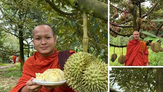 ទុរេន​ខ្មែរ​ ធម្មជាតិ​ ស្រុកសំឡូត​ ខេត្តបាត់ដំបង