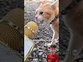 Try to not laugh 3 times #funny #cat #funnycats #animals #trending #reaction #subscribe #shorts