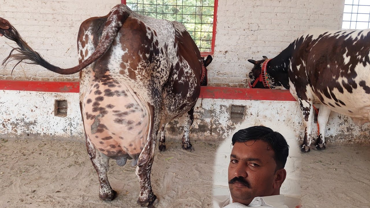 مدثر اقبال گجرساب لکھو 5 گائیں برائے فروخت 19 اکتوبر 2025 karnana channel