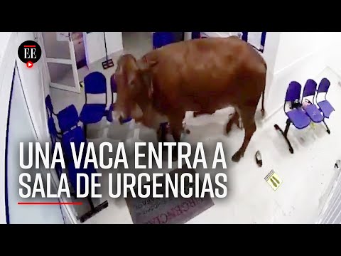 Vaca irrumpe en la sala de urgencias de un hospital en San Luis, Antioquia - El Espectador