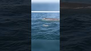 Thumbnail for This Whale Is as Big as a Double-Decker Bus! 🐋 #nature #documentary