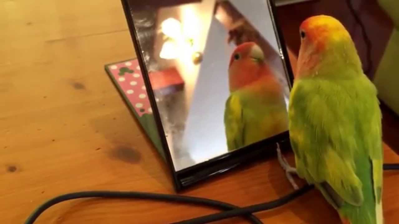 インコのおすすめyoutube動画18選 可愛い 面白い ためになる動画を厳選 Petpedia