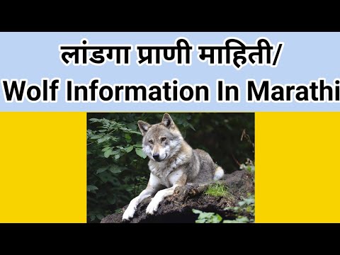Wolf Information In Marathi