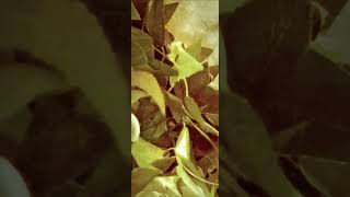 Interdimensionals of multiple sizes cloaking inside the tree in my house.