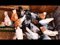 Голуби поели с кайфом... Как мы кормим голубей 🕊 Двухчубые голуби. Tauben. Pigeons. Palomas. Pombos.