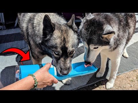This Portable Dog Water Bottle is Great for Hiking! - YouTube