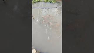 Download Lagu feeding fish MP3