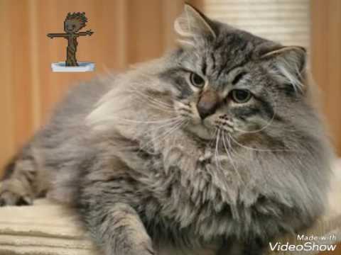 Wideo: Masowy Występ Z Okolicy Pochwy U Kotów