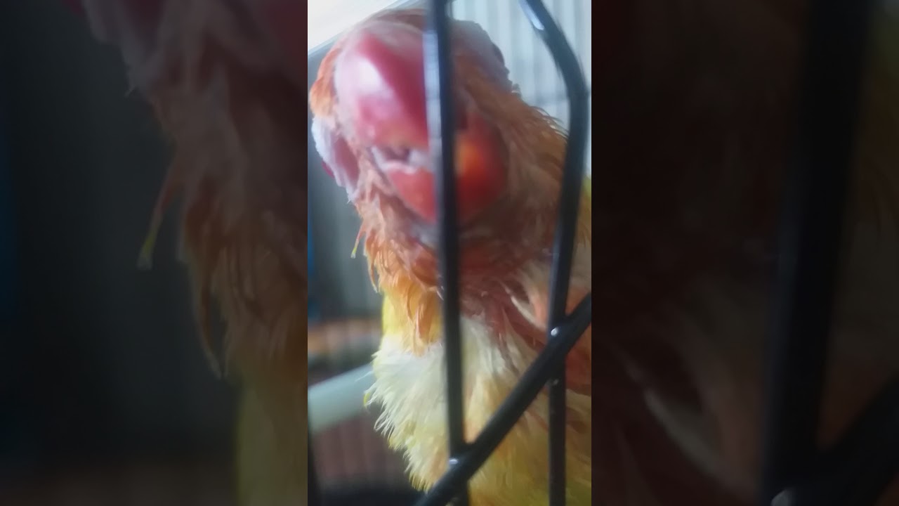 BURUNG MURAI BORNEO,BURUNG CINTA,DAN BURUNG KENARI F1 