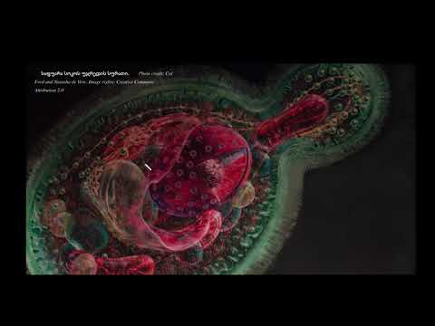 უჯრედი, შესავალი