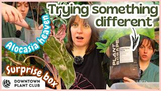 This turned into a Alocasia care day | New Alocasias, repotting & trying a different approach 