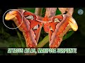 Attacus Atlas, la increíble mariposa | que se disfraza de serpiente